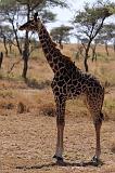 TANZANIA - Serengeti National Park - Giraffa - 5